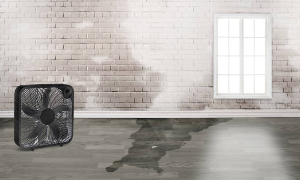 Best Water damage restoration near me  in Ansonia, CT